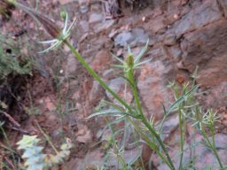 Hibiscus aethiopicus var. ovatus stem getting ready